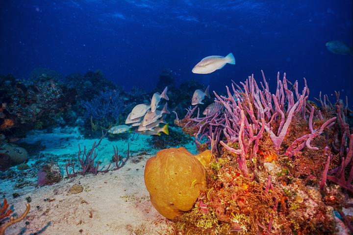 A school of fish swims among colorful coral and sponges on a vibrant reef.