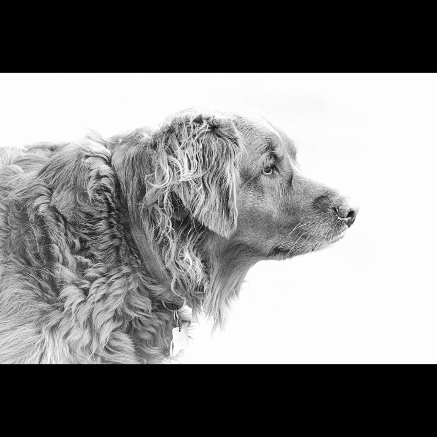A dog with curly fur looks to the right against a white background.