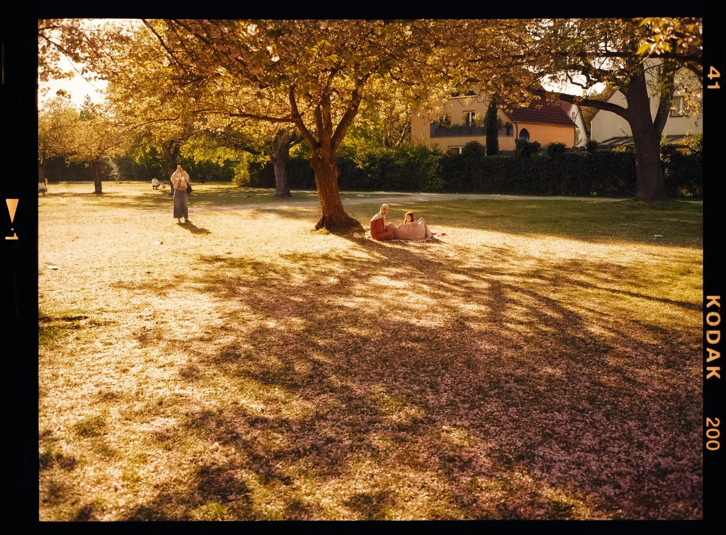 Three people are in a park with a tree casting shadows on the ground covered in petals.