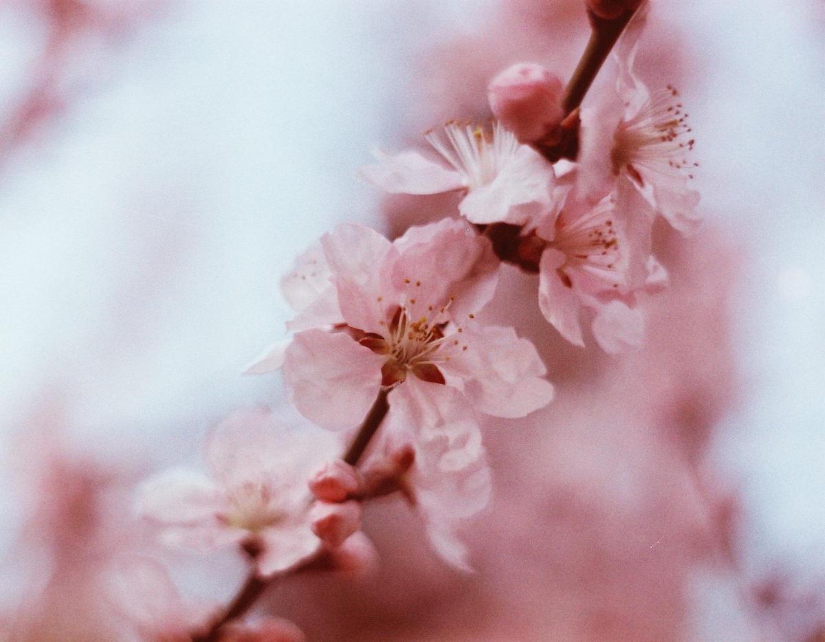 A branch of cherry blossoms with pink petals and buds is shown against a soft, light background.