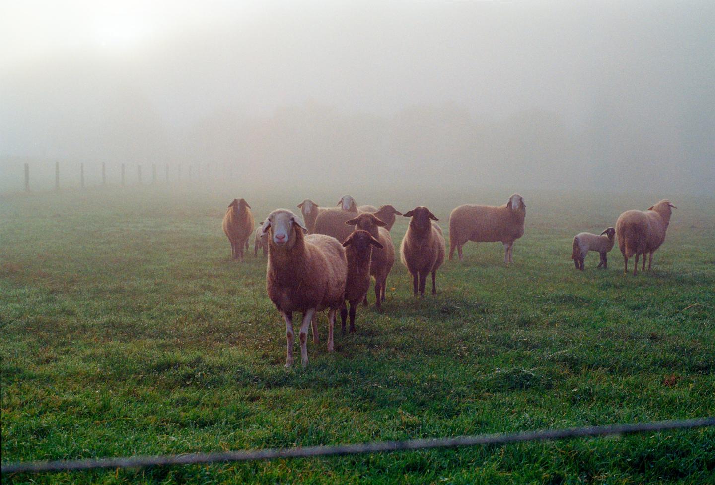 A flock of sheep and lambs stand in a grassy field on a foggy morning.