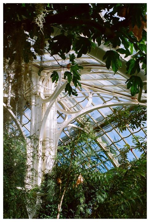 A greenhouse interior shows lush green plants under a glass and white metal arched roof.
