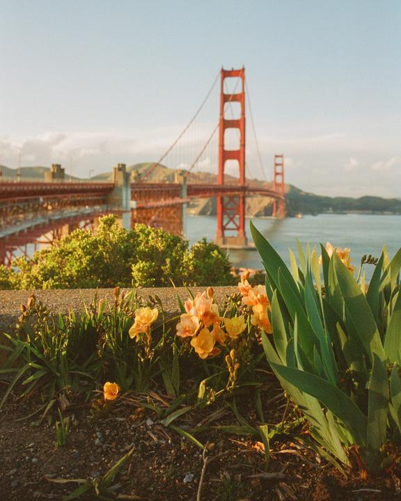 Orange flowers and green foliage are in the foreground with the Golden Gate Bridge in the background.
