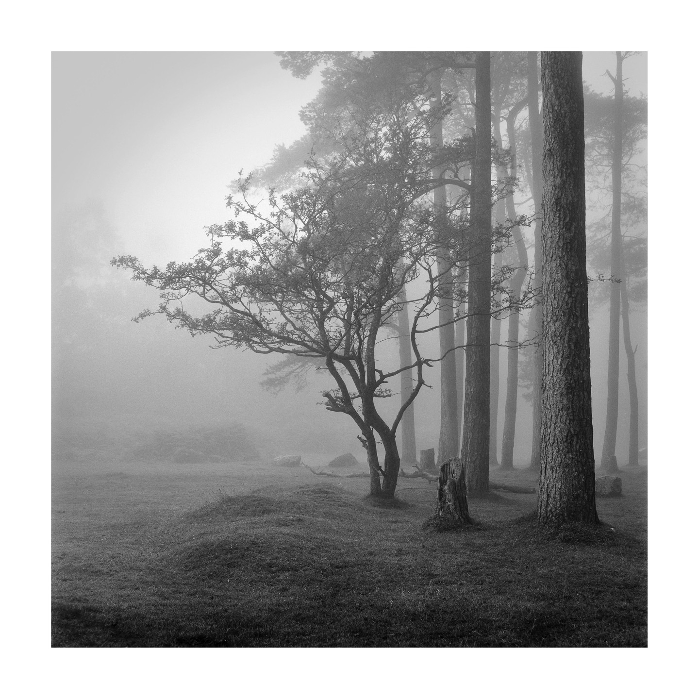 A small tree stands in a grassy clearing surrounded by tall trees in a foggy woodland.