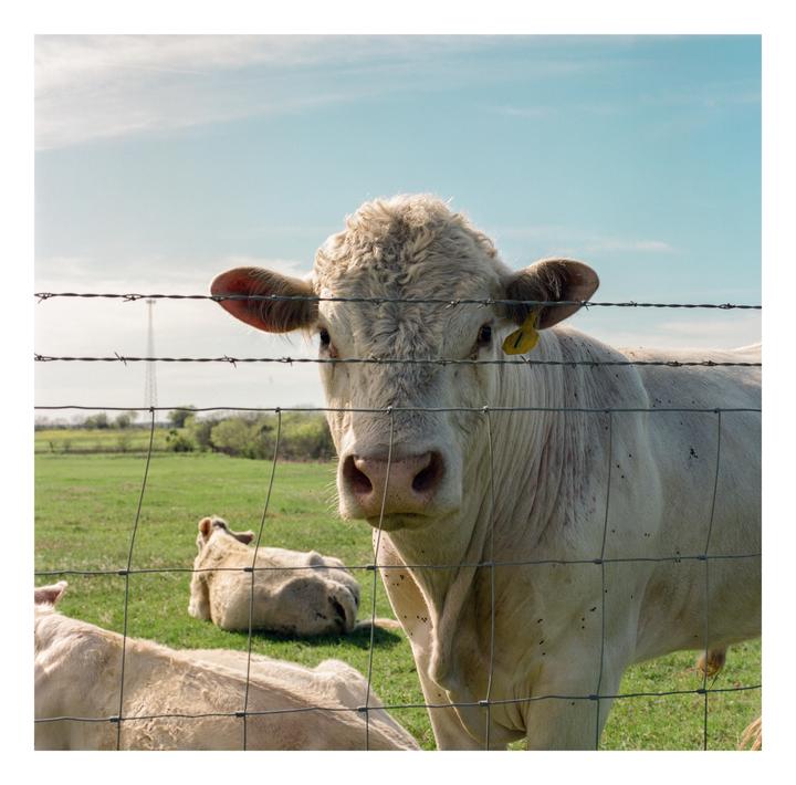 A white cow stands behind a wire fence in a green pasture, looking directly at the viewer.