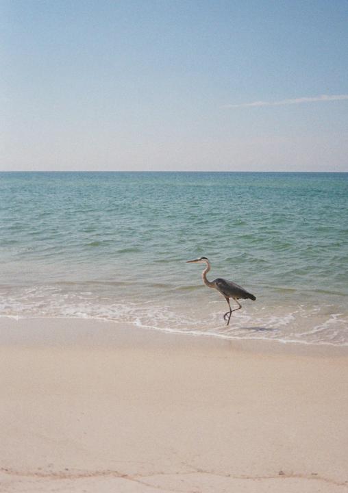 A heron stands in the shallow water at the edge of a sandy beach.
