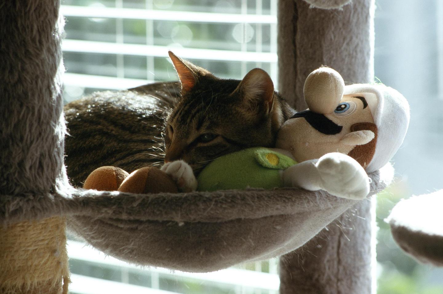 A tabby cat is sleeping in a cat tree next to a Luigi plush toy.