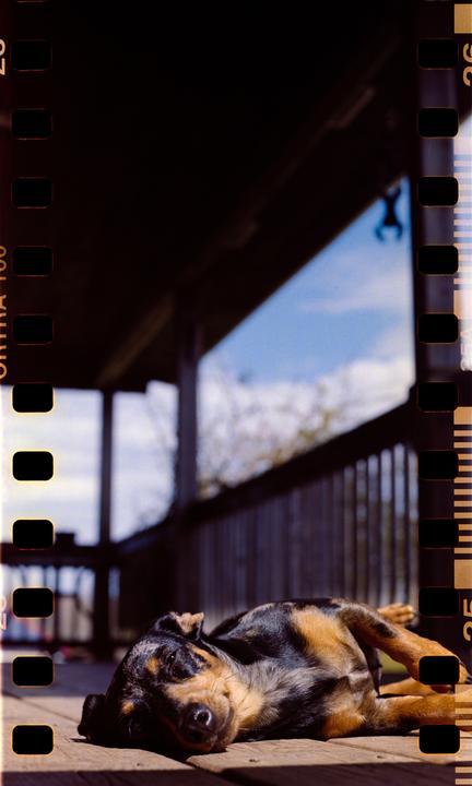 A black and tan dog is lying on a wooden deck in the sun.