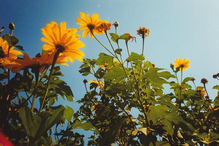 Yellow flowers and green leaves are photographed from below against a clear blue sky.