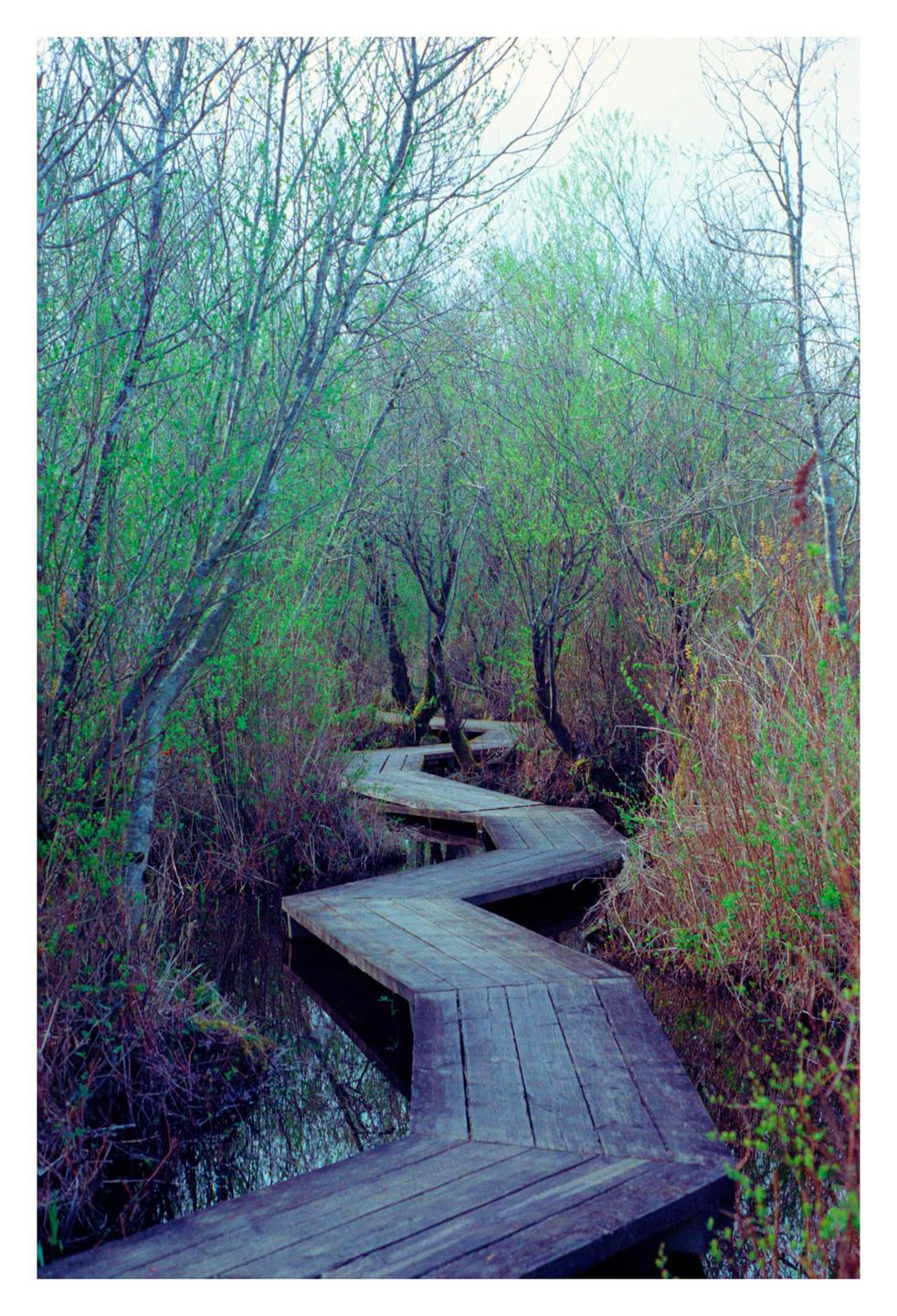 A wooden boardwalk zigzags through a marshy forest with trees showing new green foliage.