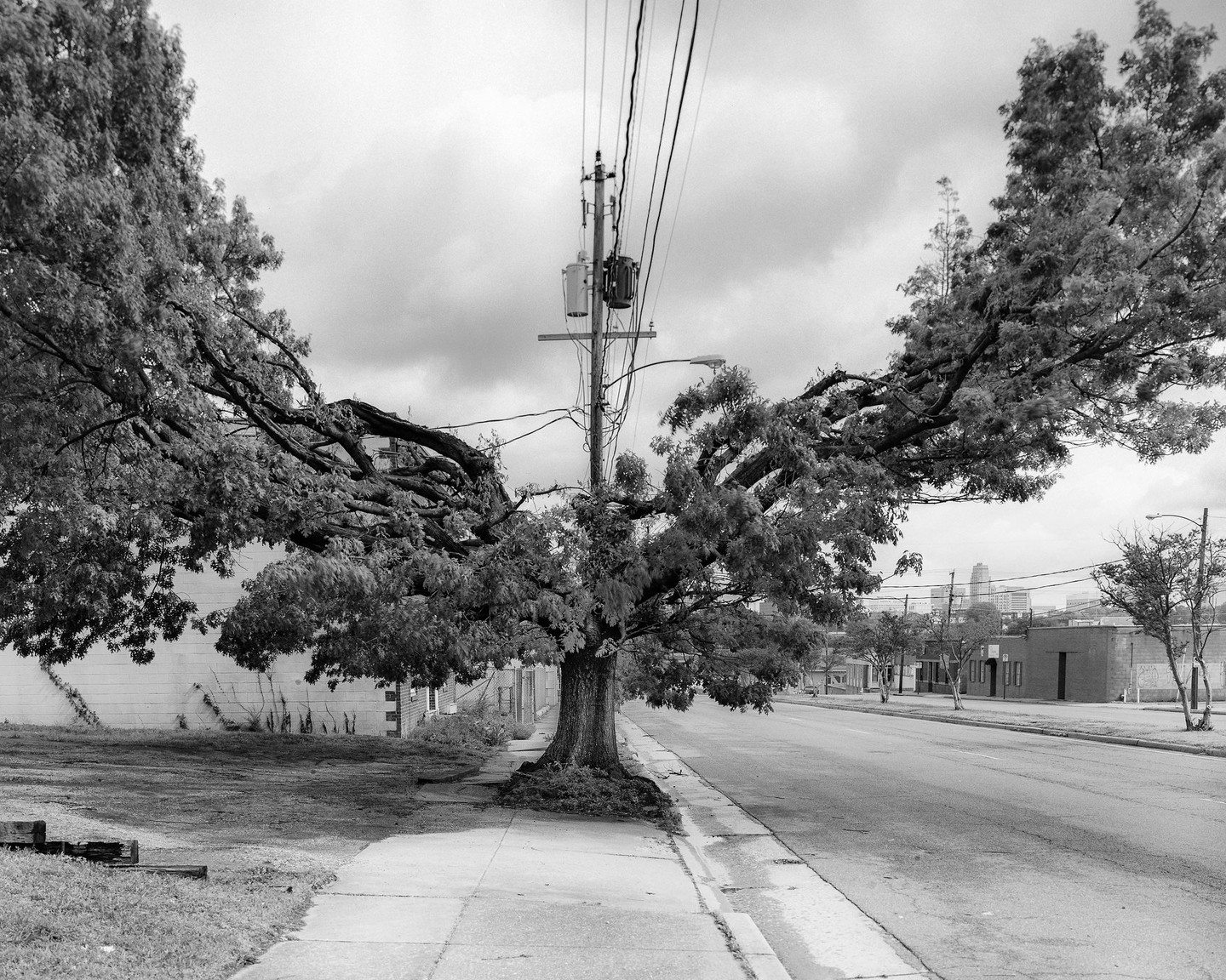 A large tree with sprawling branches stands next to a utility pole and a street, with buildings and a city skyline in the distance.