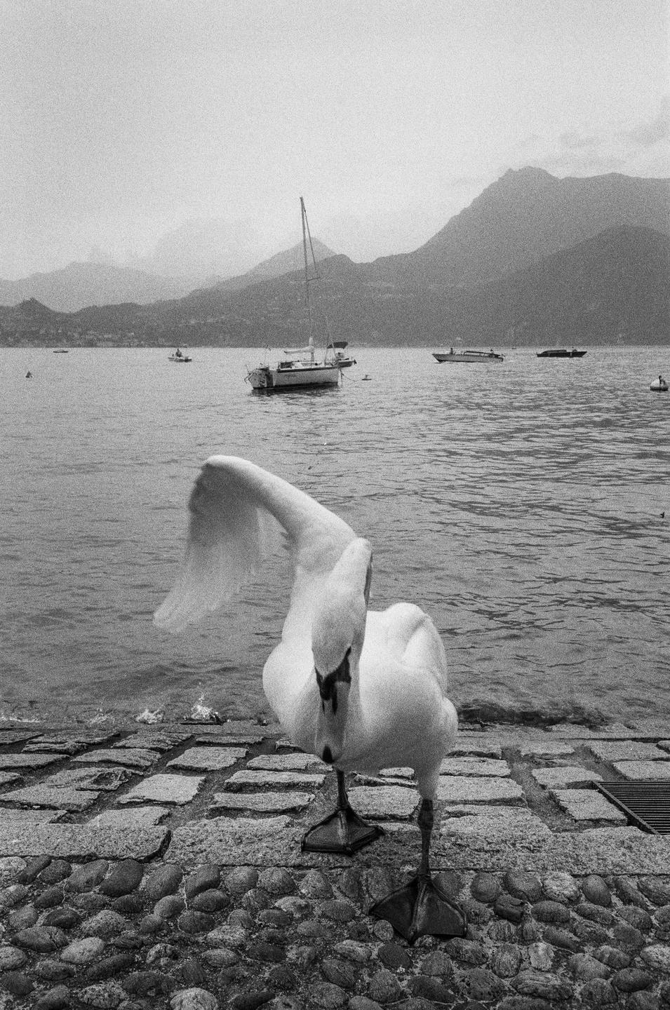 A swan stands on a cobblestone shore with a lake and mountains in the background.