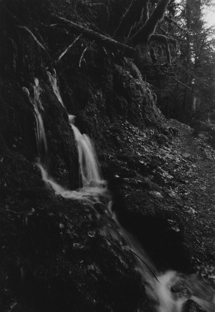 A stream cascades down a mossy, rocky incline in a forest.