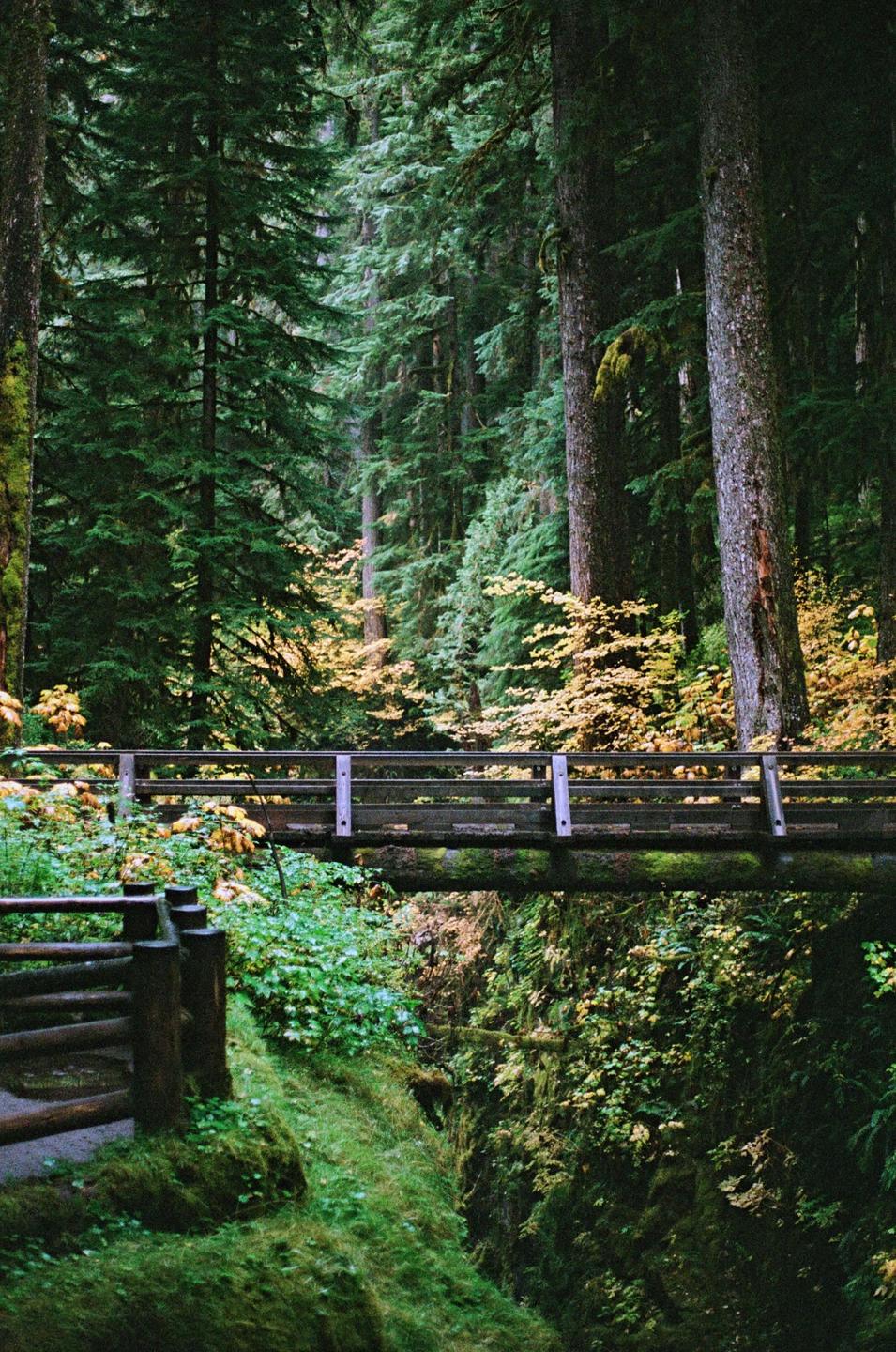 A wooden bridge crosses a deep, mossy ravine in a dense forest with tall evergreen trees and some autumn foliage.