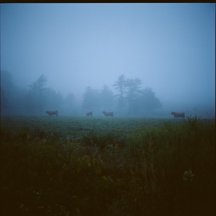 Three cows graze in a field on a foggy morning.