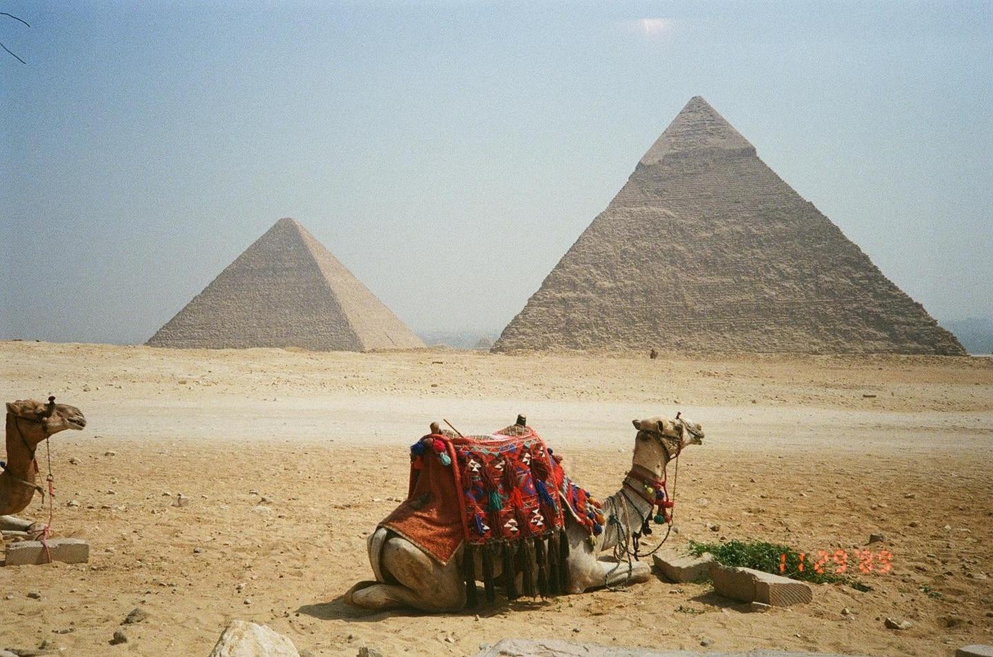 Two camels rest in the desert with two pyramids in the background.