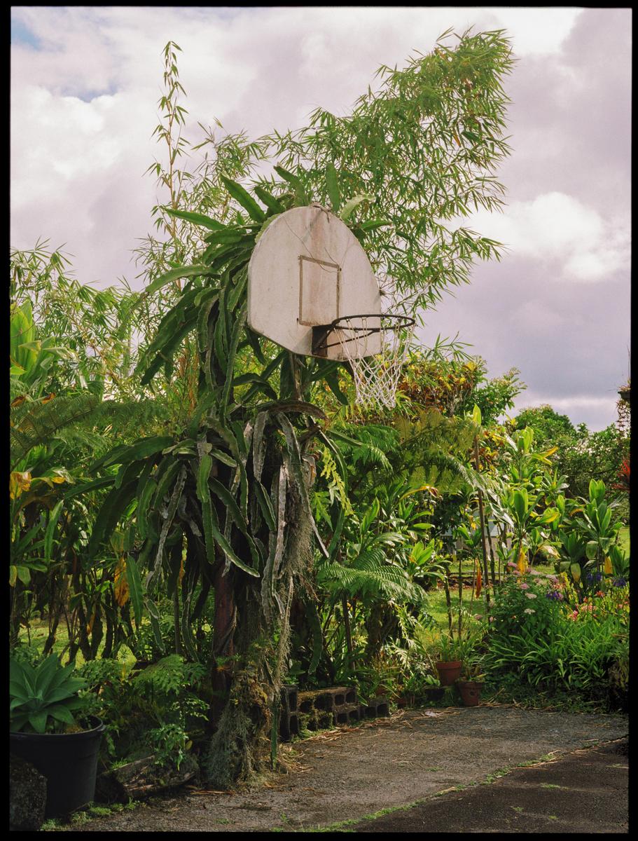 A basketball hoop is surrounded by lush tropical foliage under a cloudy sky.