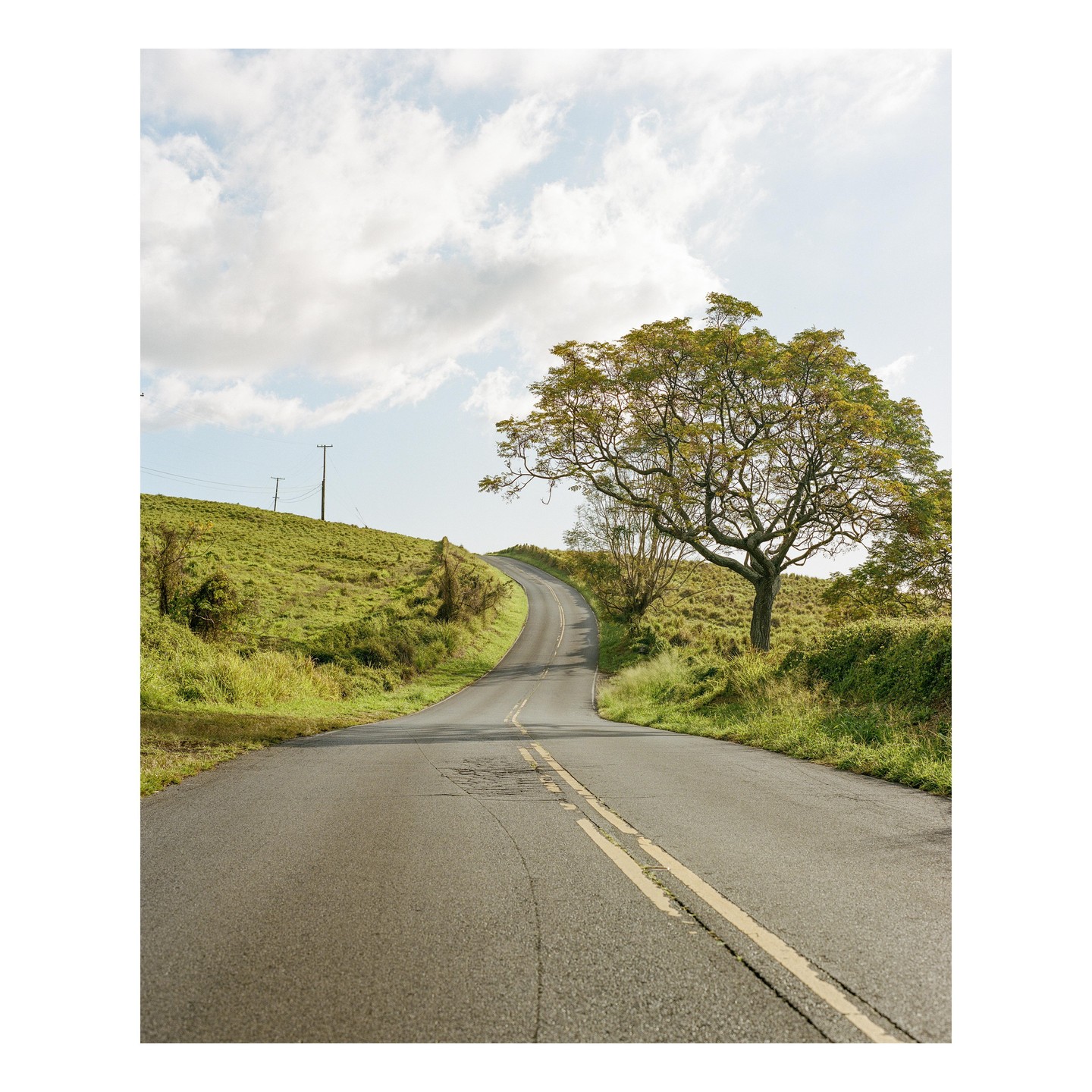 A winding road goes up a hill with a large tree on the right side.