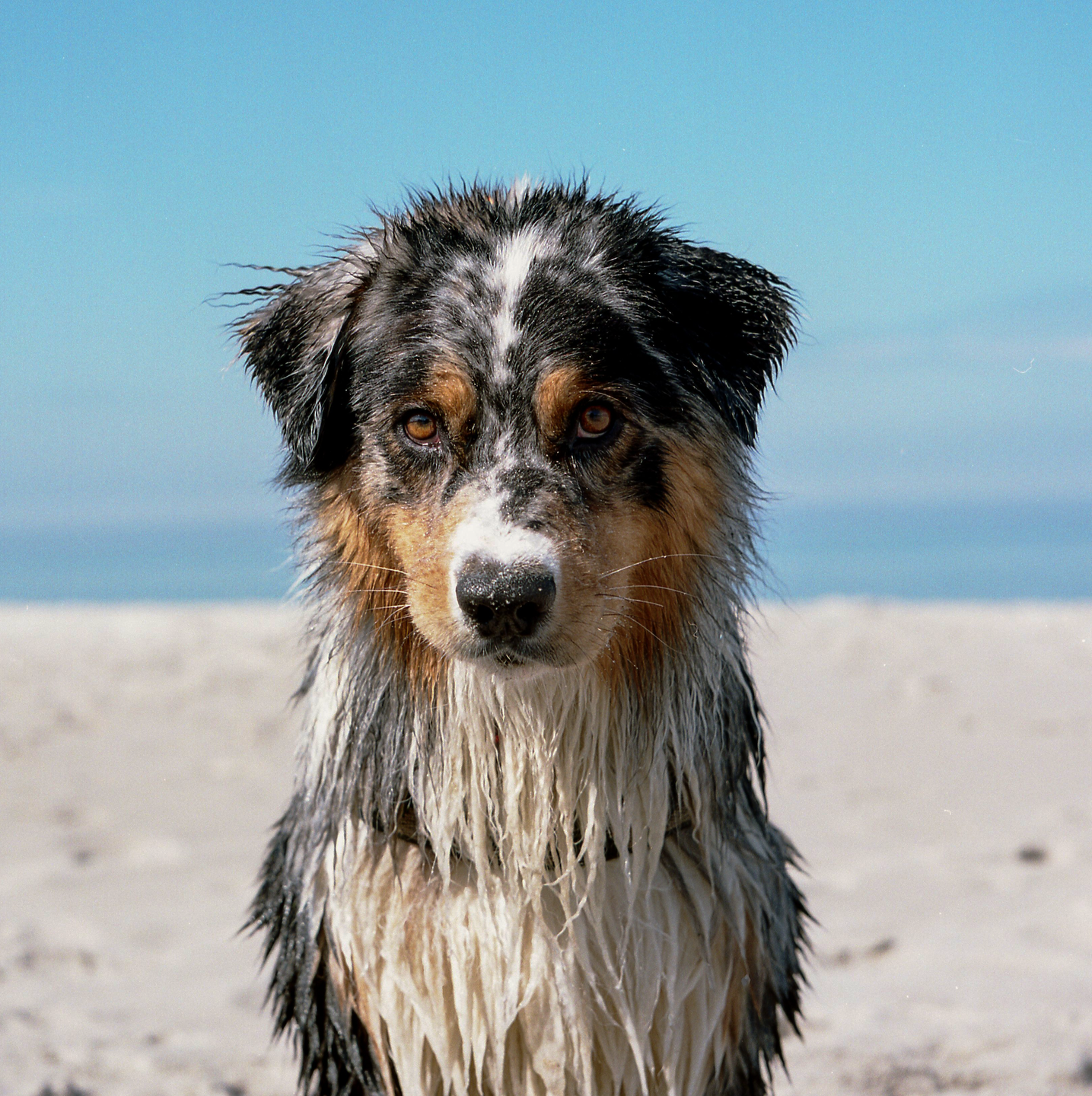 A wet Australian shepherd dog sits on a sandy beach looking directly at the viewer.