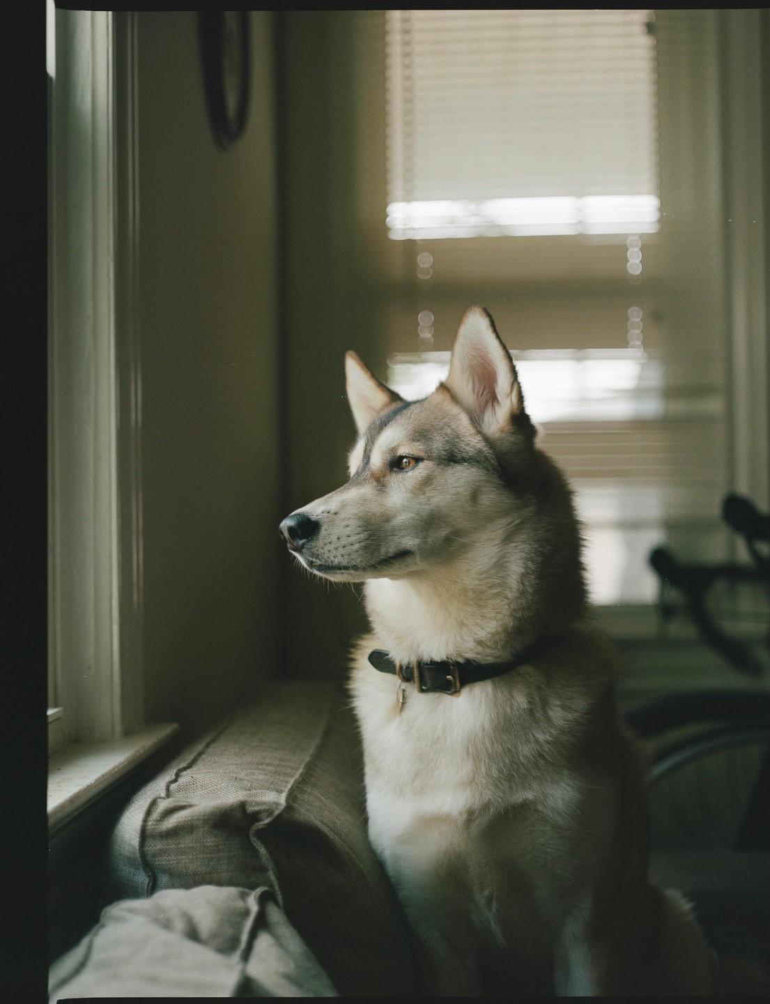 A dog sits on a cushion and looks out a window with blinds.