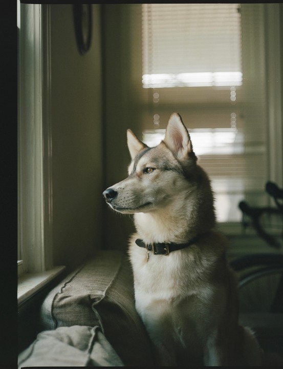 A dog sits on a cushion and looks out a window with blinds.