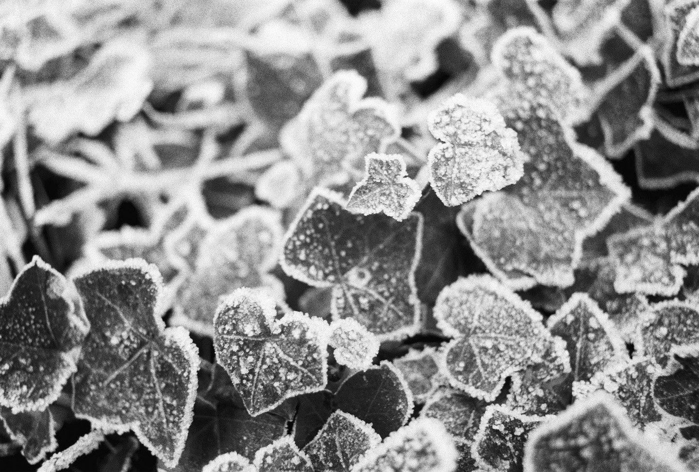 A close-up view shows many ivy leaves covered in frost.