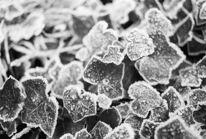 A close-up view shows many ivy leaves covered in frost.