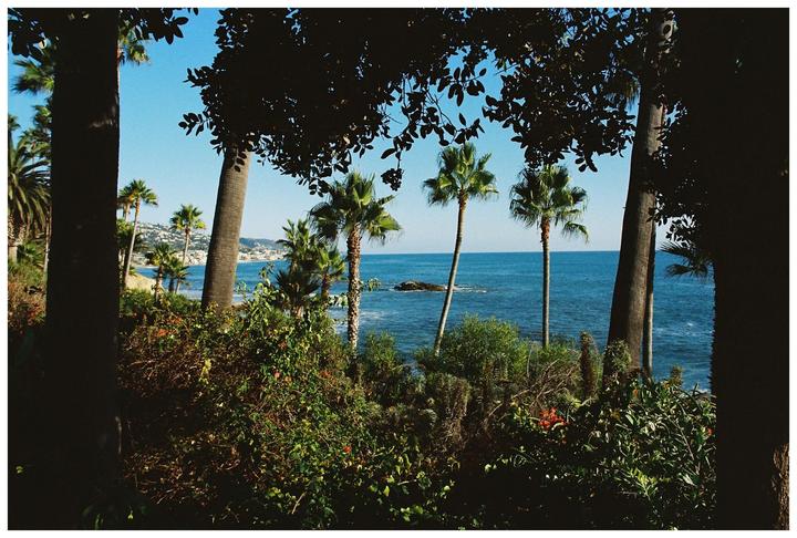 Palm trees and lush foliage frame a view of the ocean and a distant town.