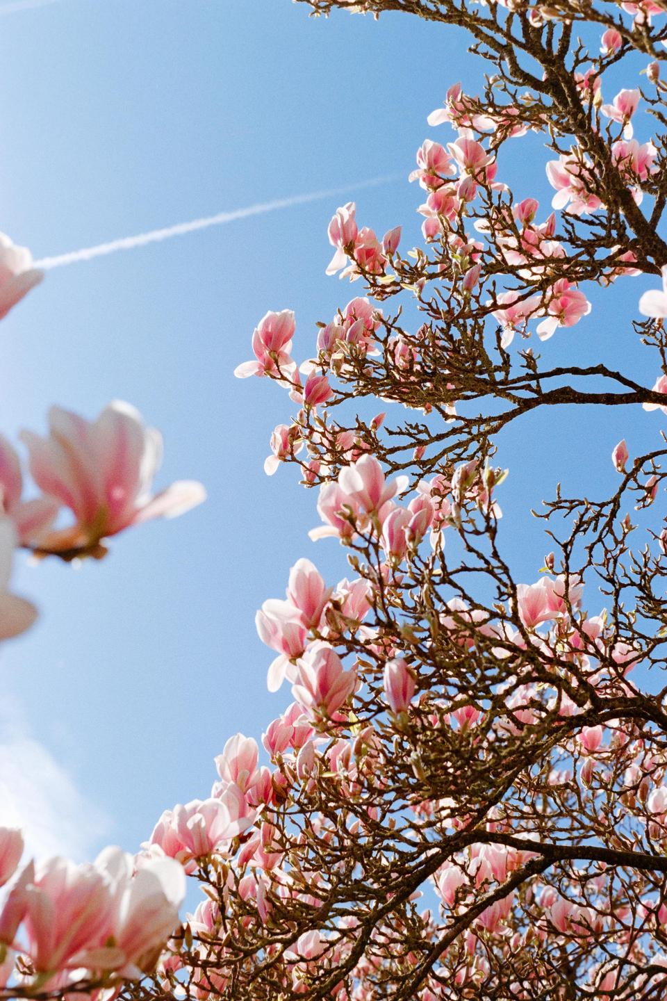 Pink magnolia blossoms are visible against a clear blue sky with a contrail.