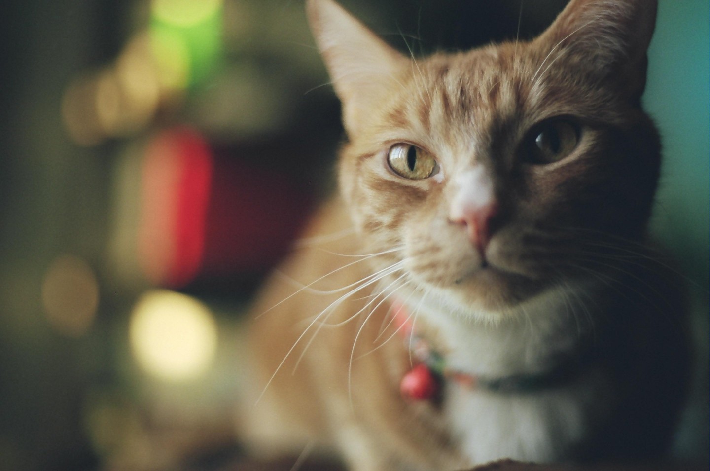 A ginger cat with a red bell on its collar looks directly at the viewer.