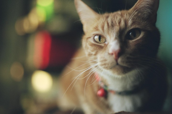 A ginger cat with a red bell on its collar looks directly at the viewer.