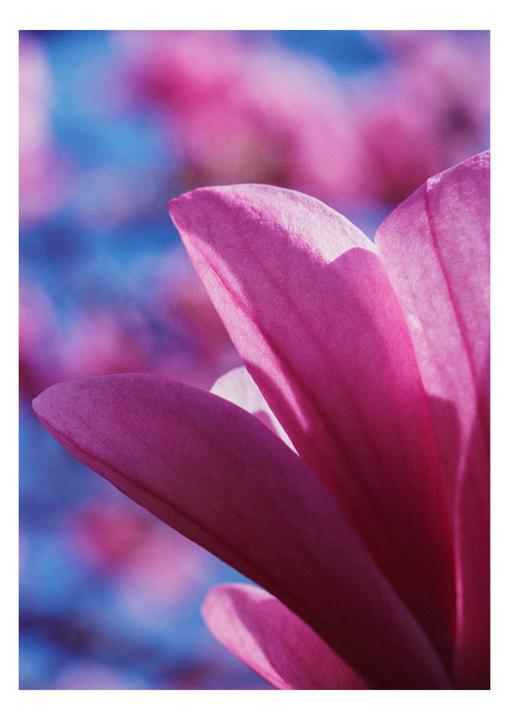 A close-up shot shows the petals of a pink flower against a blue and pink background.