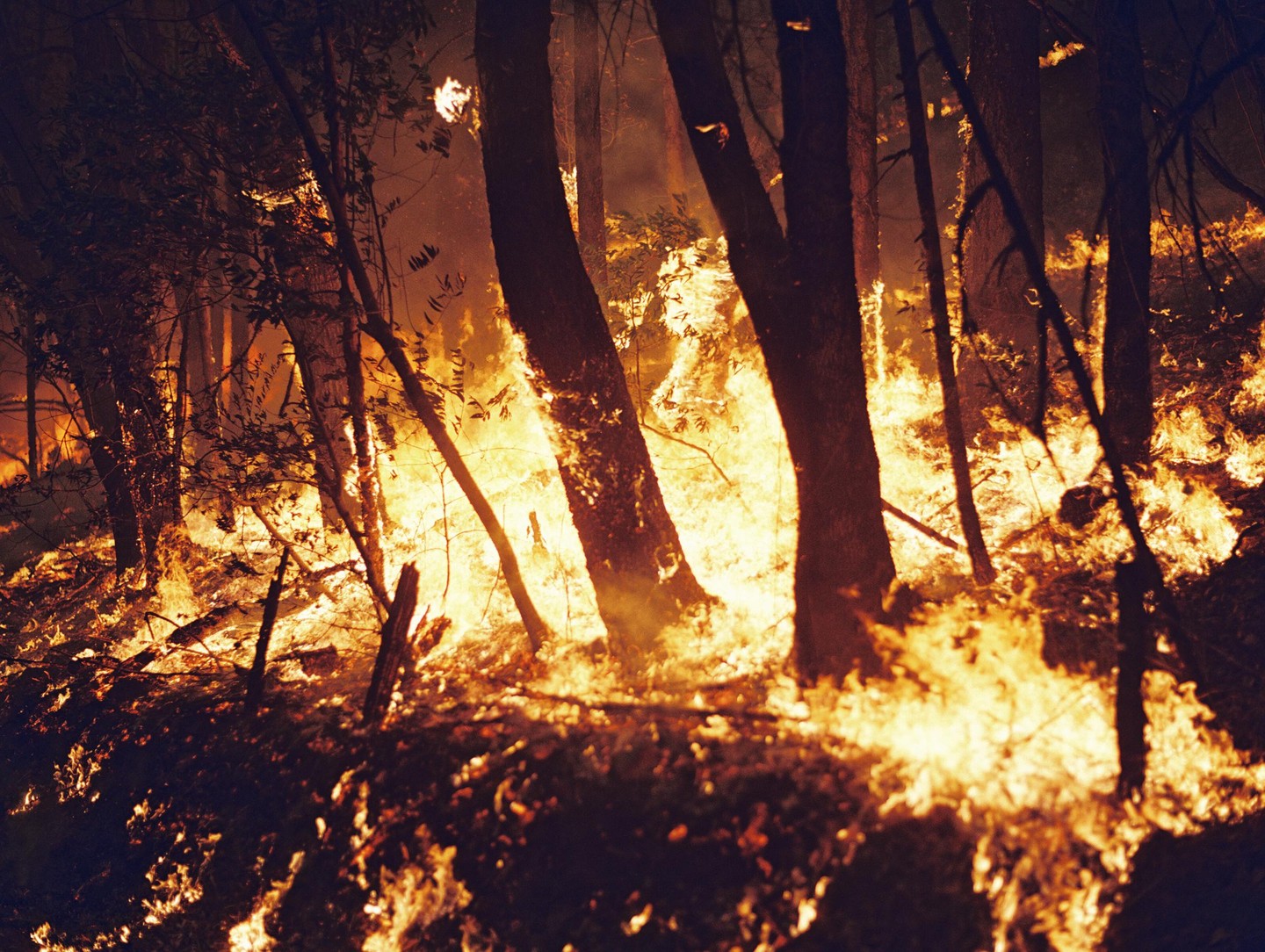 Flames engulf the base of trees in a forest fire.