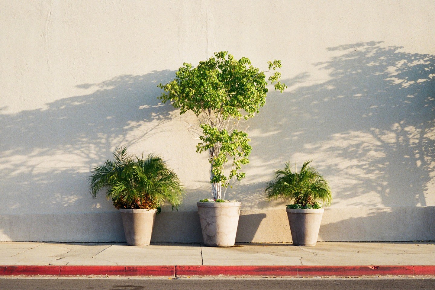Three potted plants sit on a sidewalk against a light-colored wall with shadows of trees cast upon it.