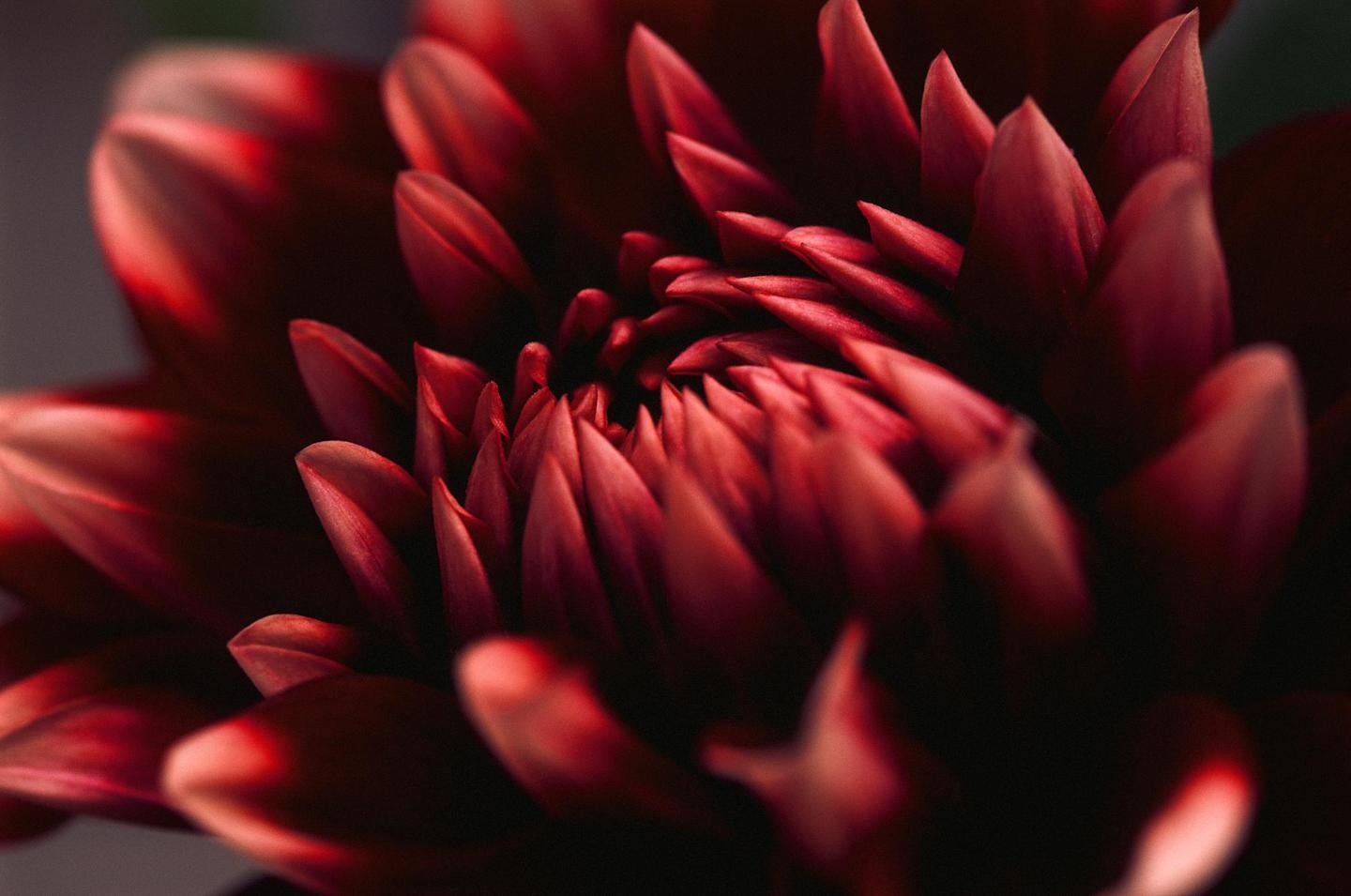 A close-up shot shows the intricate petals of a red dahlia flower.