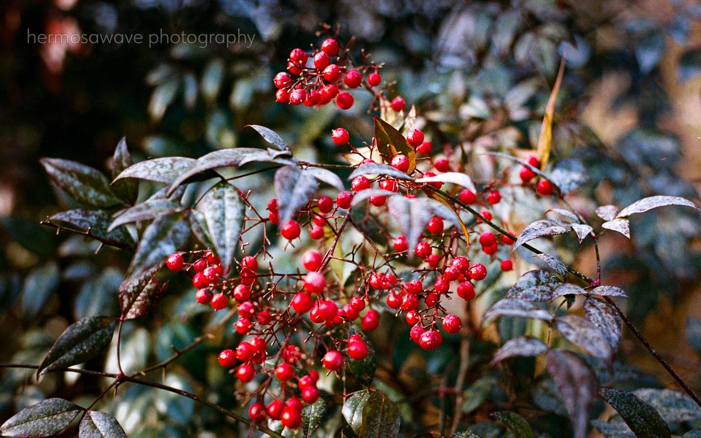 A close-up shot shows red berries and green leaves on a nandina plant.