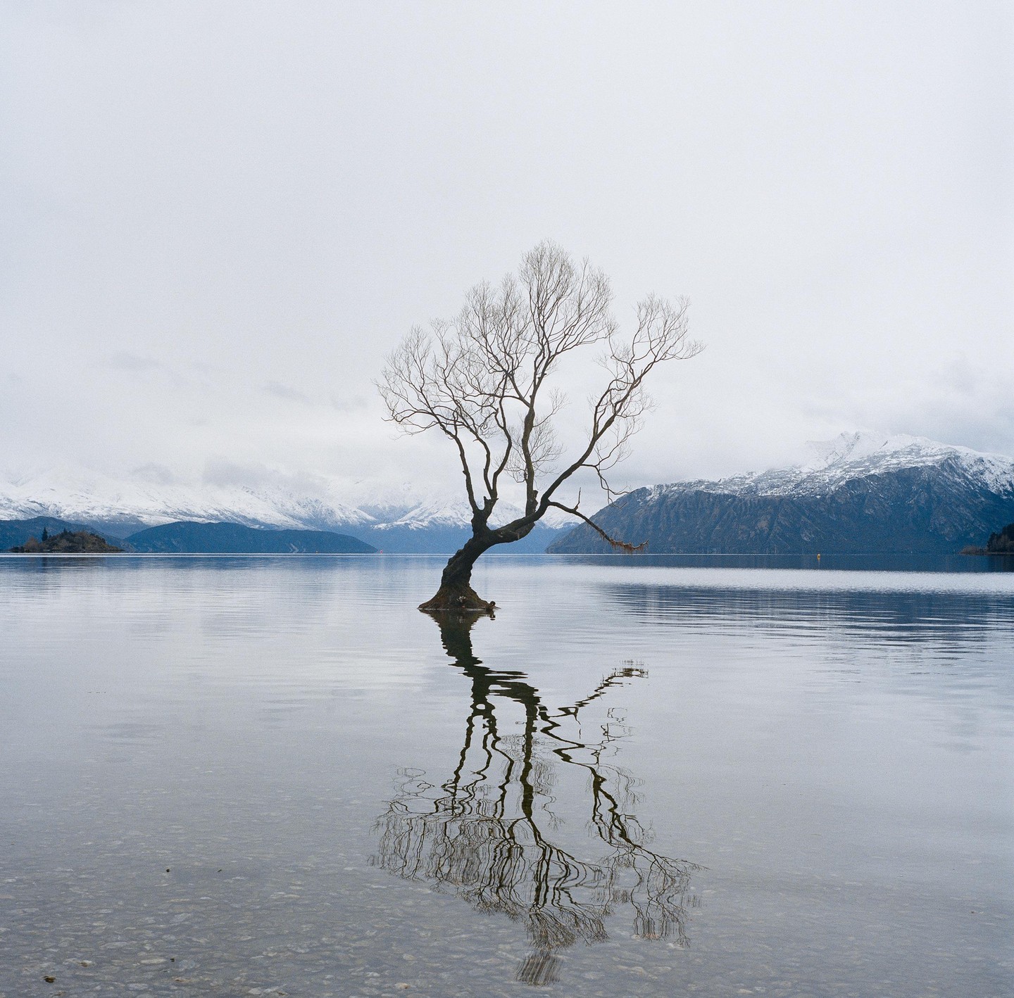 A lone tree stands in a calm lake, reflecting on the water, with snow-capped mountains in the background under an overcast sky.