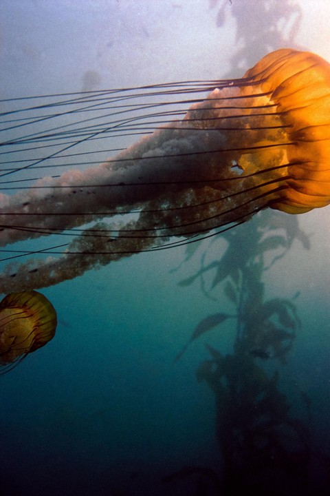 Two jellyfish swim underwater with kelp in the background.