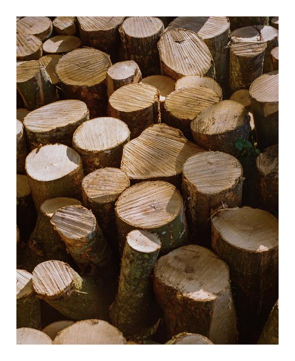A pile of cut logs with visible tree rings is illuminated by sunlight.