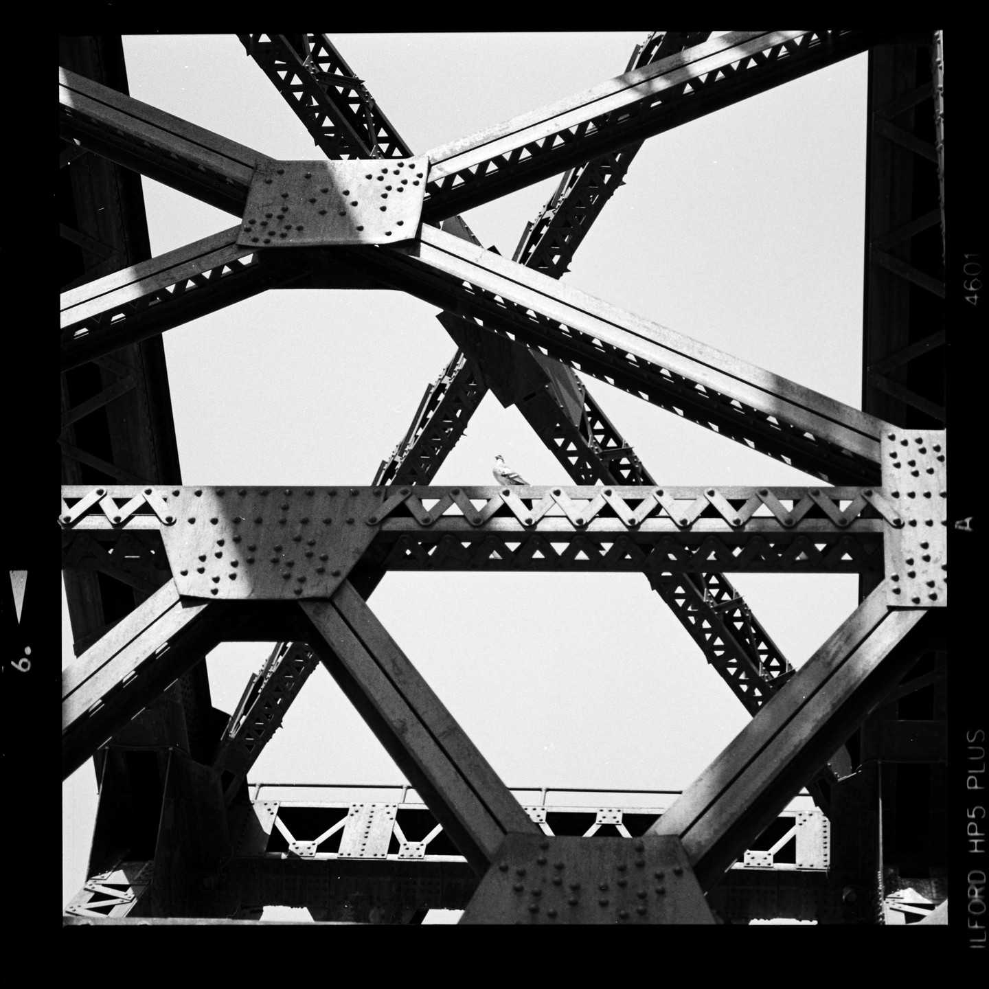 A bird perches on the metal structure of a bridge, with sunlight casting shadows on the beams.