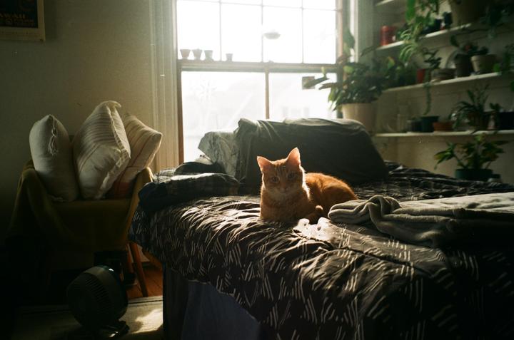 An orange cat lies on a bed in a sunlit room with plants on shelves.