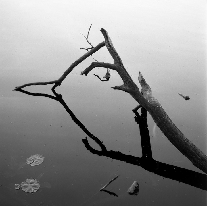 A fallen tree branch floats on still water, casting a dark reflection, with a few lily pads visible.