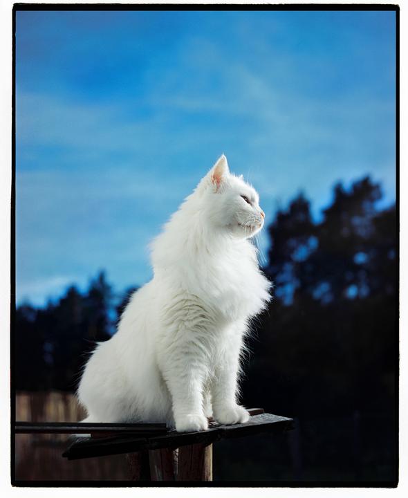 A white cat sits on a wooden surface looking to the right with a blue sky and dark trees in the background.