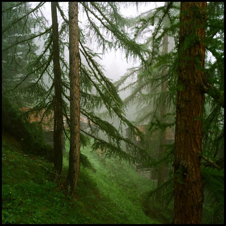 Two tall trees stand in a misty forest with green undergrowth and a building visible in the background.