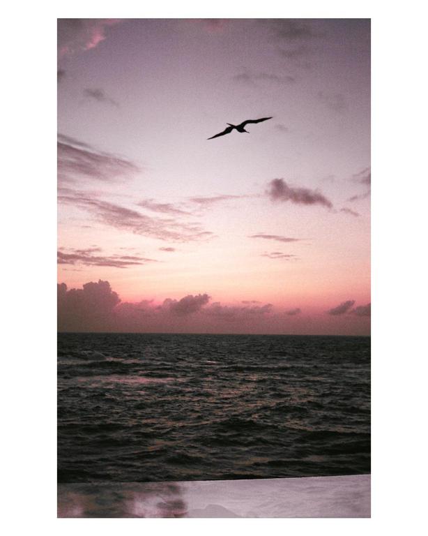 A bird flies over the ocean at sunset.