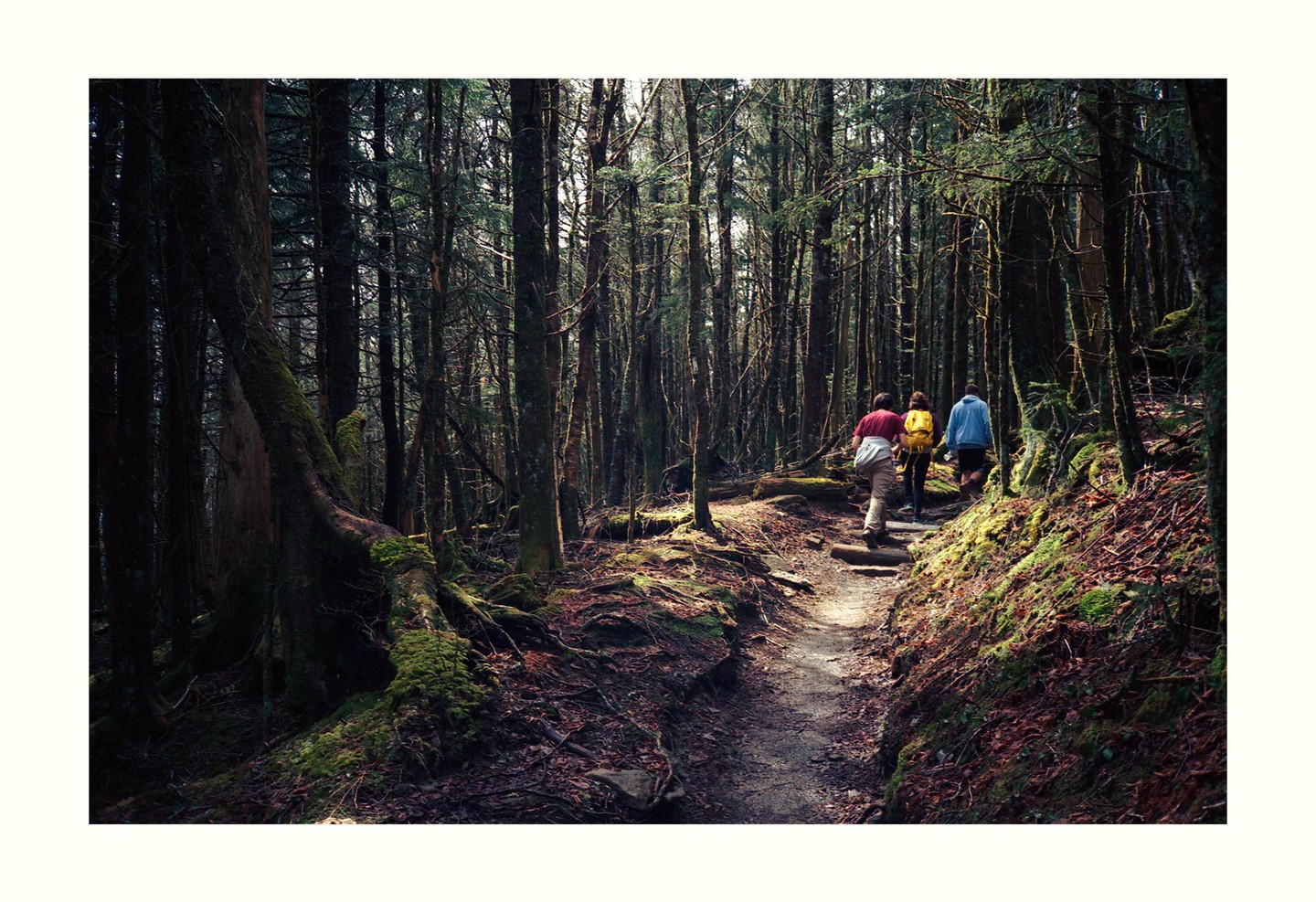Three people walk away from the viewer on a narrow path through a dense forest.