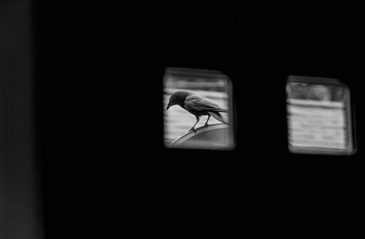 A bird is perched on a curved surface, visible through a window in a dark wall.
