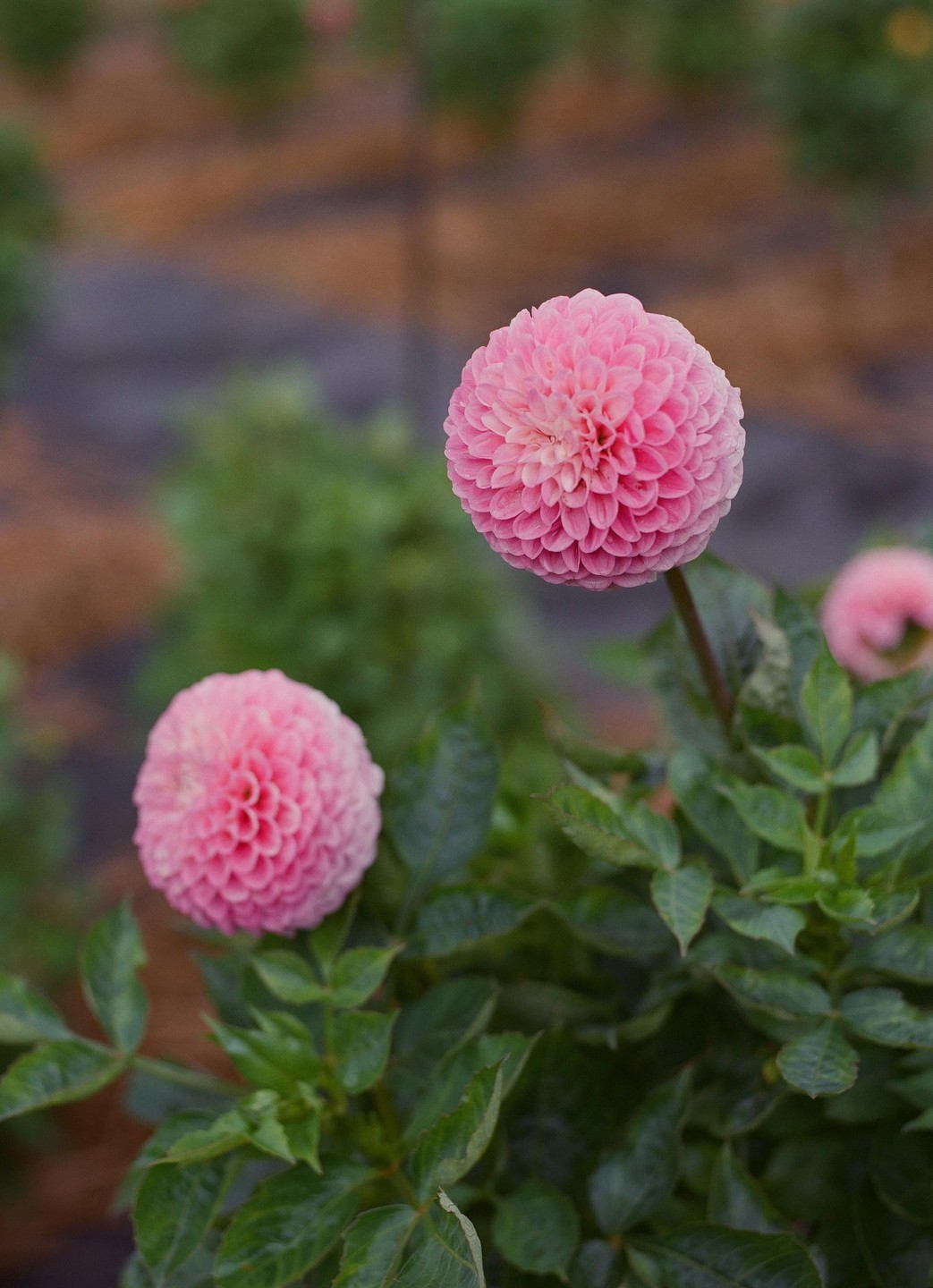 Two pink dahlia flowers are in focus with green leaves and a blurred background.