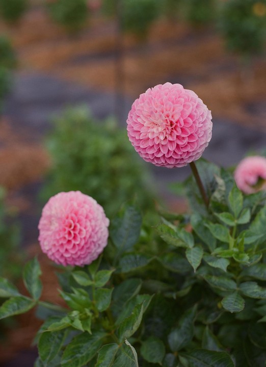 Two pink dahlia flowers are in focus with green leaves and a blurred background.