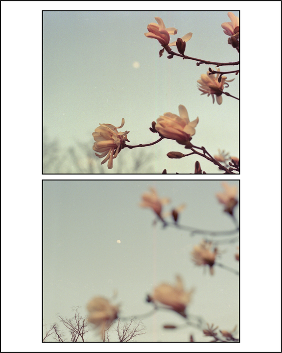 Two square photographs show magnolia blossoms against a pale sky, with the top image in focus and the bottom image out of focus.